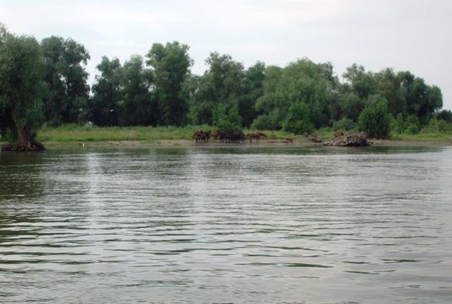 Doar ...  NATURA - sany0635.JPG